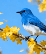 蓝鸟栖息于黄色花枝上2168#横屏 