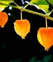  挂在枝头的橙色灯笼草特写649#横屏 	 