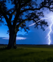 旷野中大树与黄昏天空景象1712#横屏 