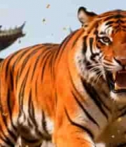  古建筑前咆哮的老虎2555#横屏 	 -