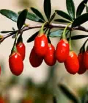  枸杞果实特写素材734#横屏 	 