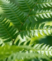 蕨类植物特写4572#横屏 