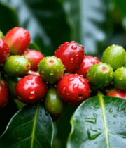 咖啡树果实微距特写557#横屏 