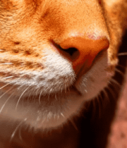 橘猫脸部微距特写156#横屏 