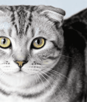 灰色折耳猫特写(1)4996#横屏 