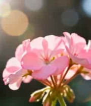  粉色花朵特写()2333#横屏 	 