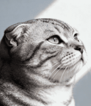 灰色折耳猫抬头特写1785#横屏 