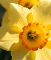 黄色水仙花特写(1)2954#横屏 