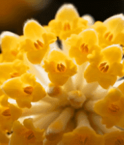 黄色花朵微距特写(1)5416#横屏 