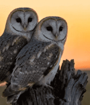 黄昏两只猫头鹰立于树桩4103#横屏 