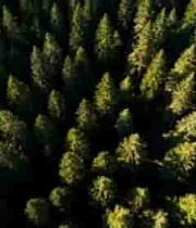  俯瞰茂密森林绿植景象433#横屏 	 