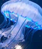  发光水母特写素材1735#横屏 	 