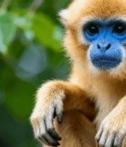 金丝猴特写素材4460#横屏 