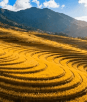 金黄梯田自然风光2489#横屏 