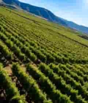  俯瞰葡萄园田园风光2795#横屏 	 