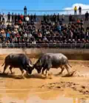  斗牛现场观众围观斗牛2221#横屏 	 - 