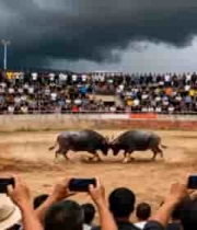  斗牛现场观众围观拍摄2713#横屏 	 