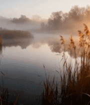 湖畔芦苇在夕阳下的自然景观2348#横屏 