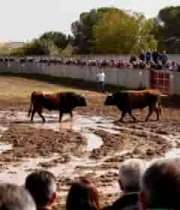  斗牛场观众围观斗牛场景1397#横屏 	 