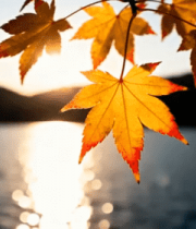 湖畔枫叶逆光特写2671#横屏 