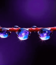 红枝上晶莹水滴特写724#横屏 