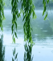 湖边芦苇与森林自然景观3787#横屏 