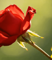 红色玫瑰特写素材3294#横屏 