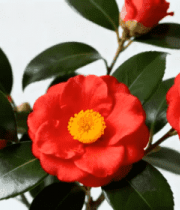红色山茶花特写2472#横屏 