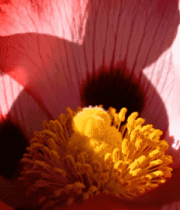 红色花朵微距特写431#横屏 