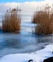  冬季结冰湖面芦苇景观180#横屏 	 