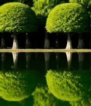 湖边修剪整齐的绿植景观4933#横屏 