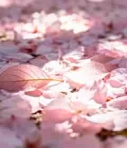  地面散落的粉色樱花花瓣2548#横屏 	 -
