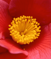 红色花朵特写素材3321#横屏 