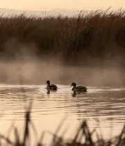 湖面鸭子游弋自然风光1676#横屏 