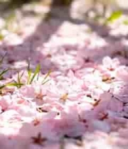  地面散落的粉色樱花花朵2199#横屏 	 