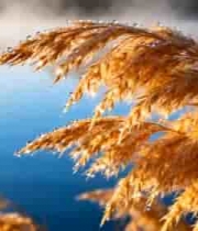  带露珠的芦苇近景2903#横屏 	 