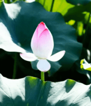 荷花荷叶自然景观特写4384#横屏 