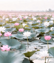 荷花荷塘自然风光2795#横屏 