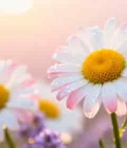  带露珠的雏菊花卉特写2029#横屏 	 -