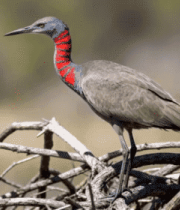 荷塘荷花荷叶自然风光3270#横屏 