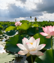 荷塘盛开的荷花与荷叶2999#横屏 