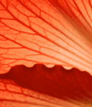 红色花瓣微距特写2535#横屏 