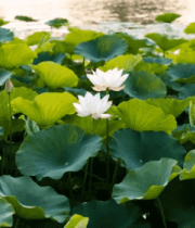 荷塘荷花荷叶自然景观5335#横屏 