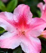  带水珠的粉色杜鹃花特写450#横屏 	 