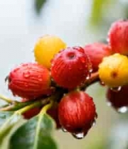  带水珠的咖啡果实特写3034#横屏 	 