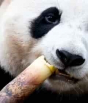  大熊猫进食竹子特写(2)2411#横屏 	 - 