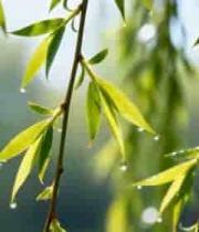  带露珠的垂柳柳叶特写1862#横屏 	 -