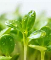  带水珠绿色植物幼苗特写2476#横屏 	 