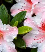  带水珠的粉色花朵特写2099#横屏 	 