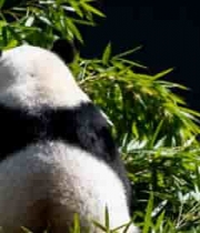  大熊猫背对镜头吃竹子2#横屏 	 